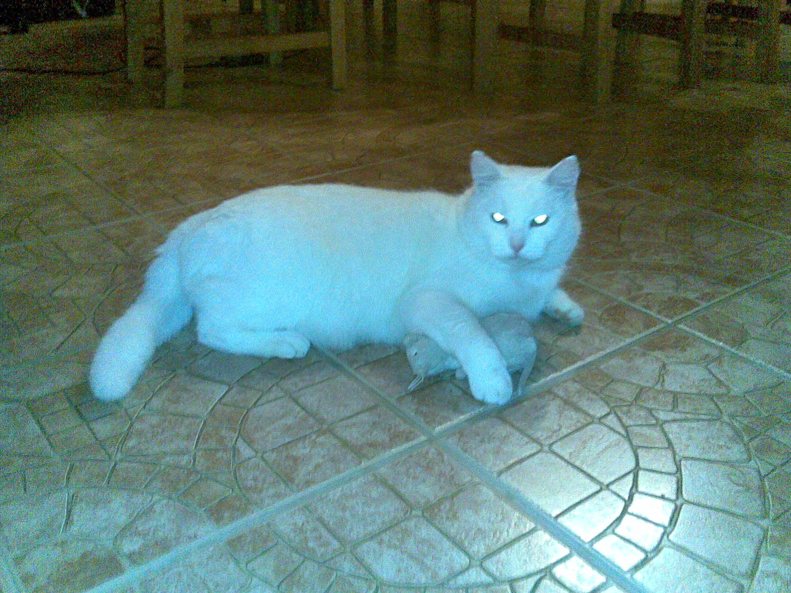Citrón