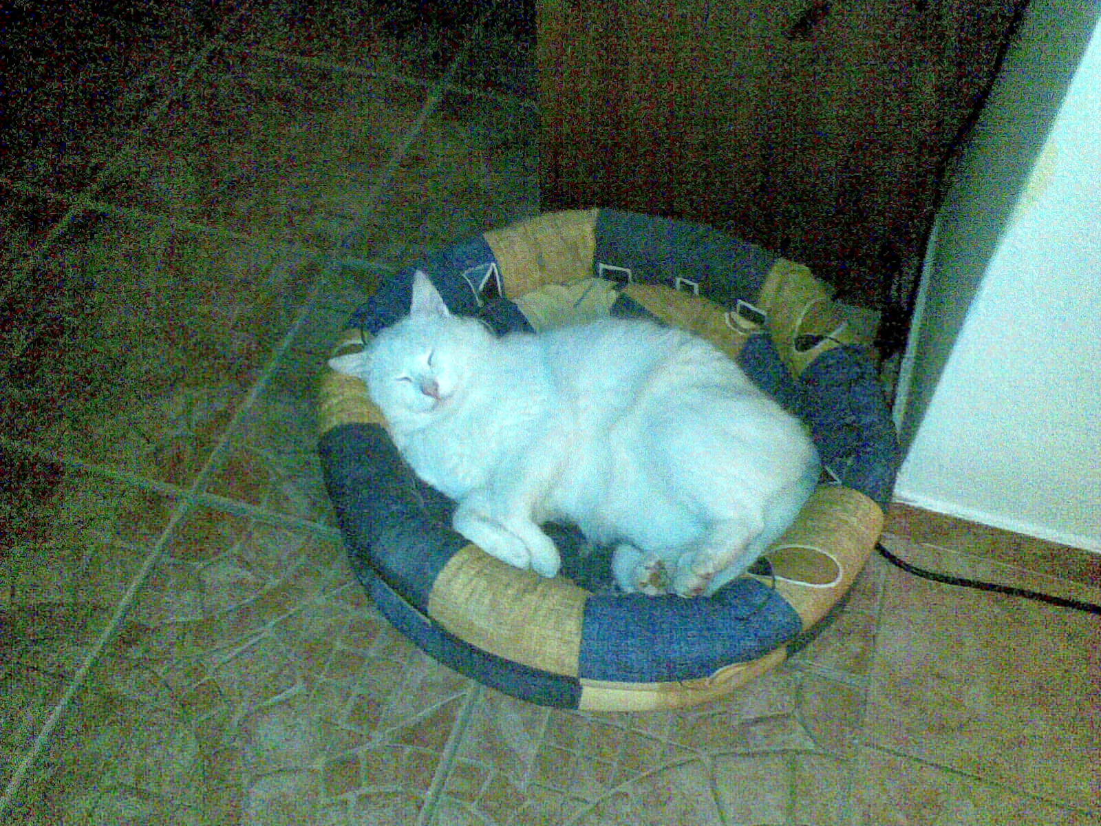 Citron drichme 